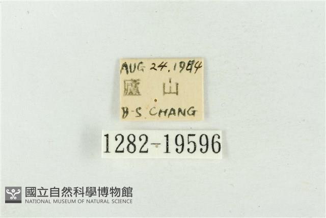 大斑波紋蛾藏品圖，第3張