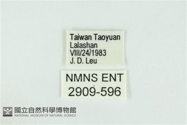 拉拉山鑽灰蝶藏品圖，第3張