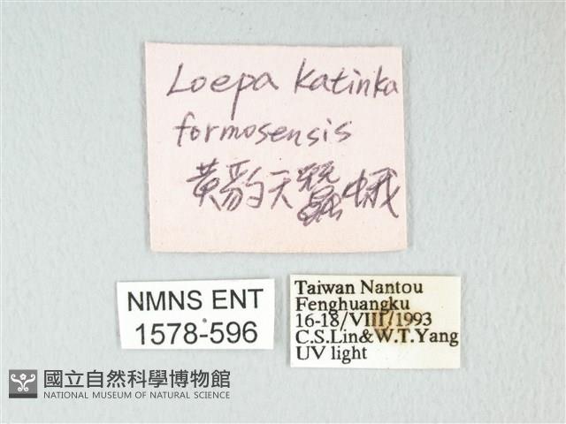 黃豹天蠶蛾藏品圖，第3張