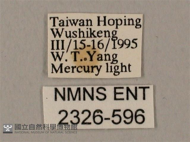 裂斑鷹翅天蛾藏品圖，第3張