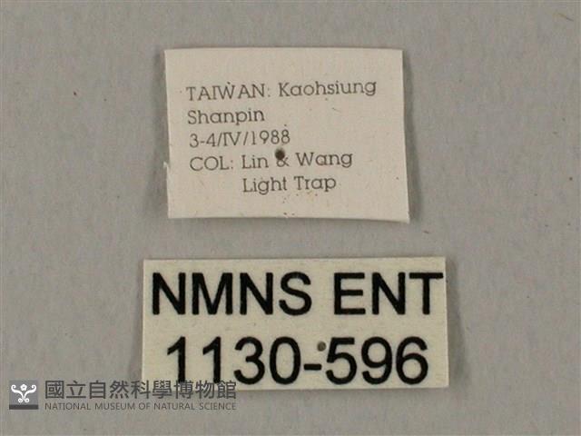 裂斑鷹翅天蛾藏品圖，第3張