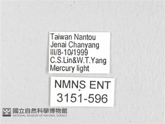 銀肩枯葉蛾藏品圖，第3張