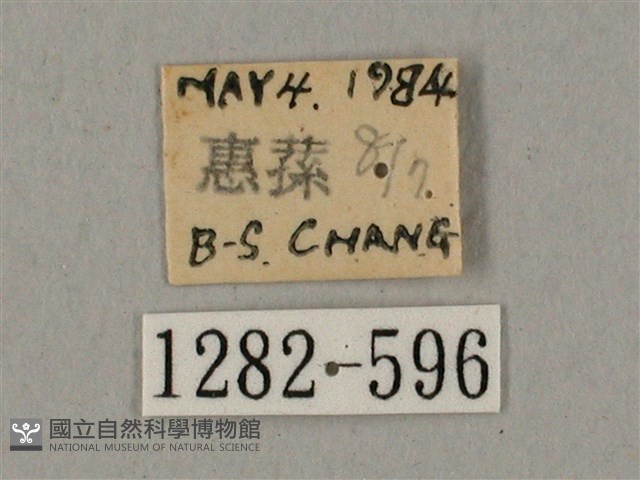 鬼臉天蛾藏品圖，第3張