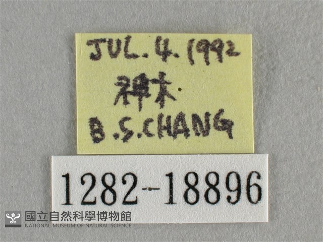 波灰蝶藏品圖，第3張