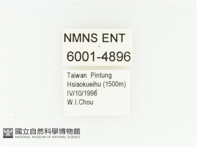 黑斑陷紋金龜藏品圖，第2張