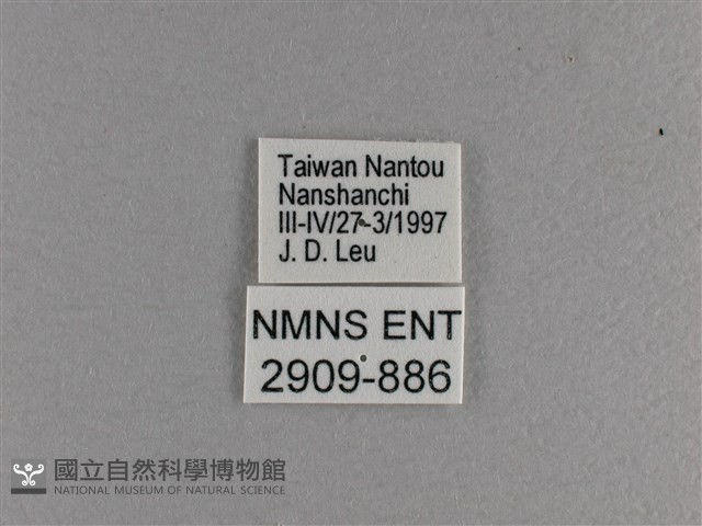 小雙尾蛺蝶藏品圖，第3張