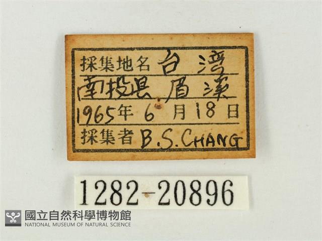 燕灰蝶藏品圖，第3張