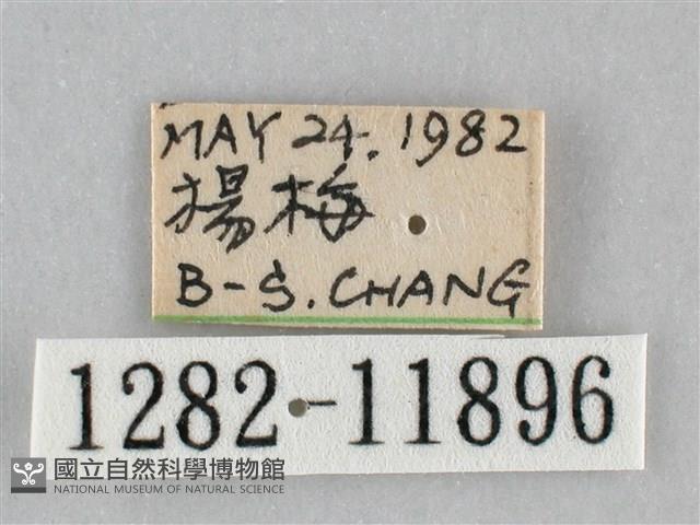 橙帶藍尺蛾藏品圖，第3張