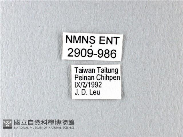 多姿麝鳳蝶藏品圖，第2張