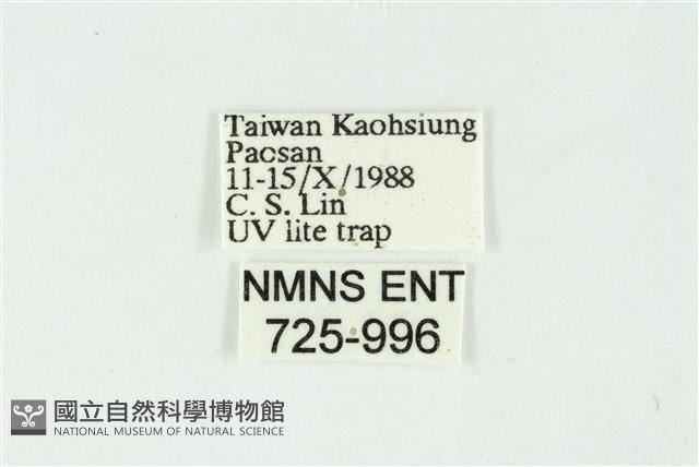 白斑散紋夜蛾藏品圖，第3張