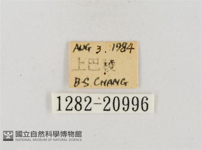 尖翅星弄蝶藏品圖，第3張