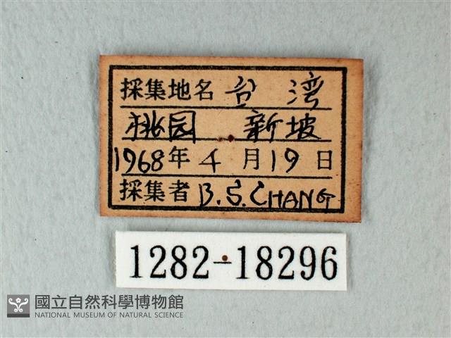 白粉蝶、紋白蝶藏品圖，第3張