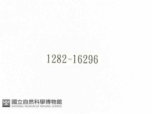 斑翅四齒金龜藏品圖，第2張