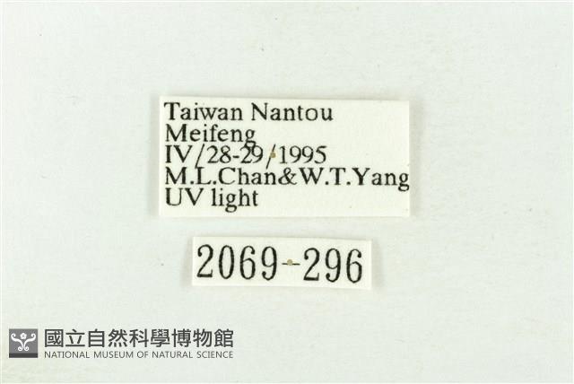 棍棒污燈蛾藏品圖，第3張