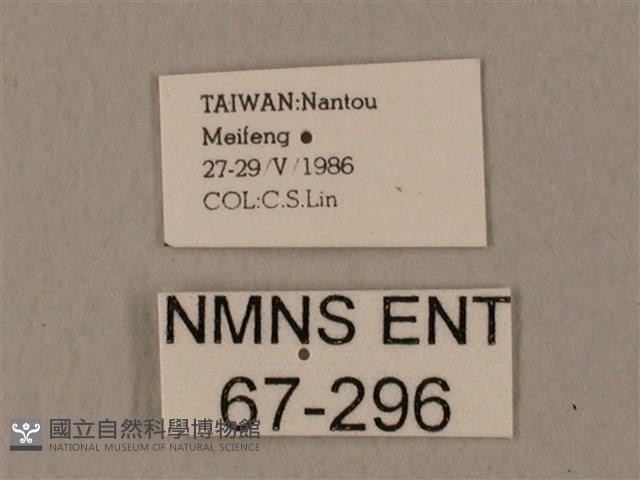 裂斑鷹翅天蛾藏品圖，第3張