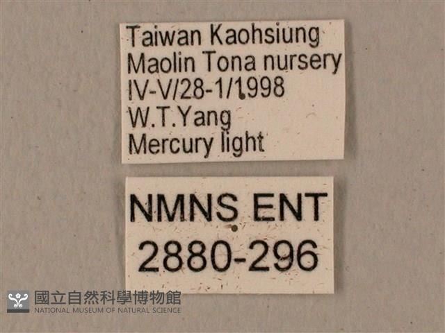 全緣缺角天蛾藏品圖，第3張