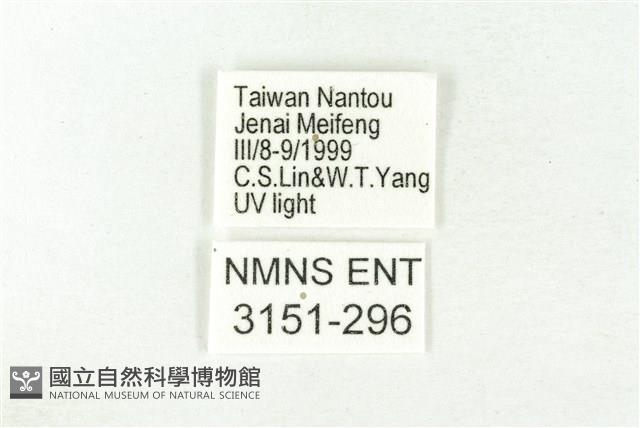 樹形尺蛾藏品圖，第3張