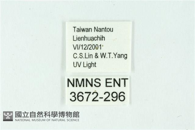 三條橙燈蛾藏品圖，第3張