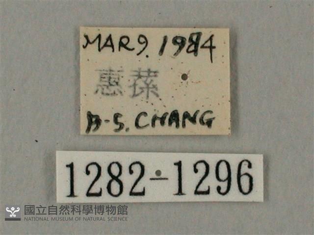 臺灣鋸翅天蛾藏品圖，第3張