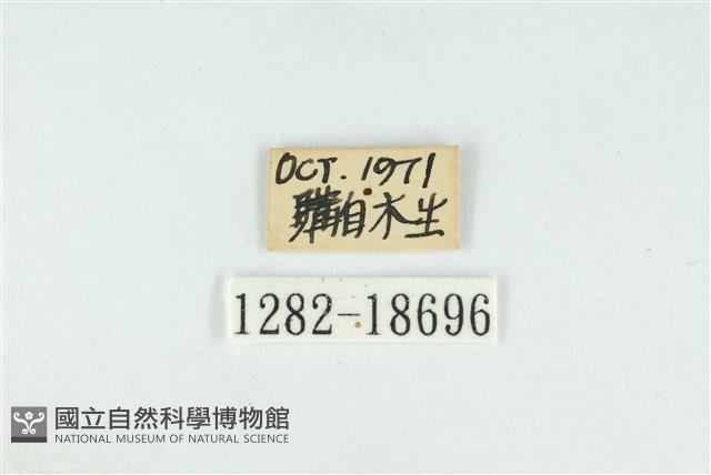 伏氏鋩灰蝶藏品圖，第3張