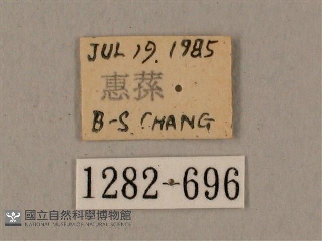 鋸線天蛾藏品圖，第3張