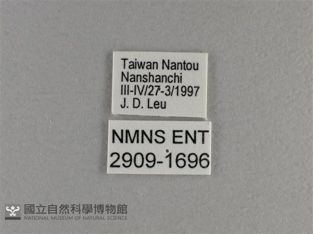 小雙尾蛺蝶藏品圖，第3張
