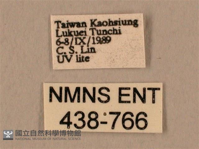 棕綠背線天蛾藏品圖，第3張