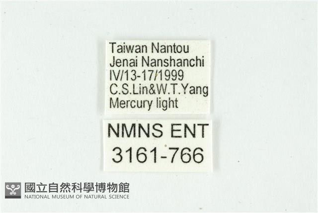 白斑散紋夜蛾藏品圖，第3張