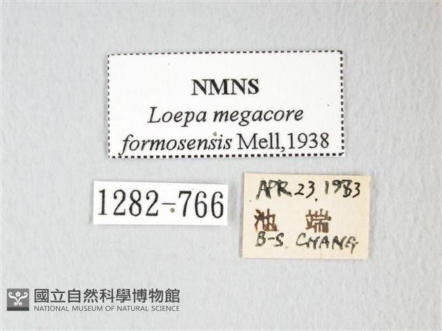 黃豹天蠶蛾藏品圖，第3張