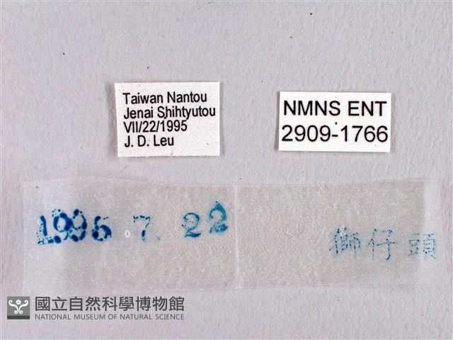 臺灣瑟弄蝶藏品圖，第3張