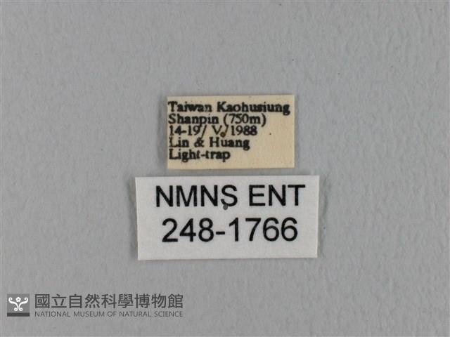 鋸緣枯葉蛾藏品圖，第3張