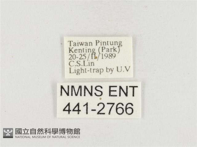 小白紋毒蛾藏品圖，第3張