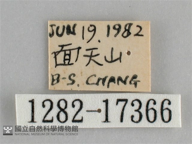 圓翅紫斑蝶藏品圖，第3張