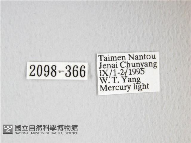 圓翅大鉤蛾藏品圖，第3張