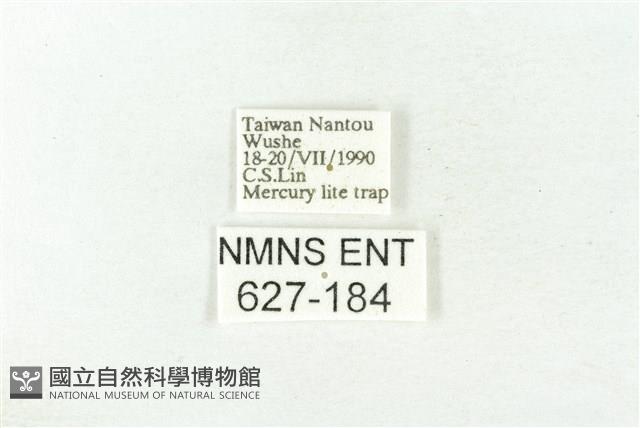 樹形尺蛾藏品圖，第3張