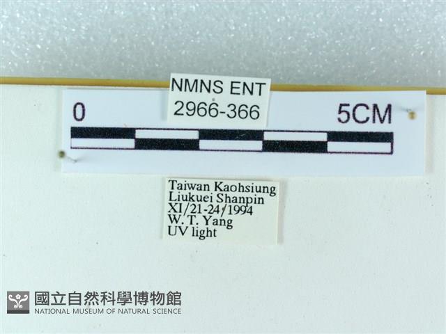 粉蝶燈蛾藏品圖，第3張