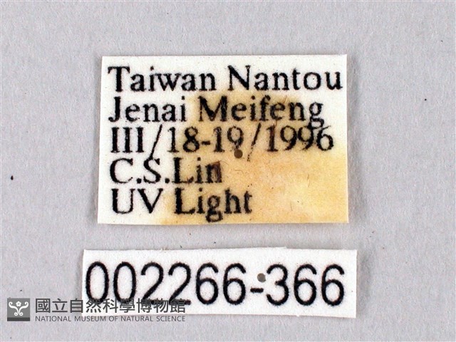 黑胸帶蛾藏品圖，第3張