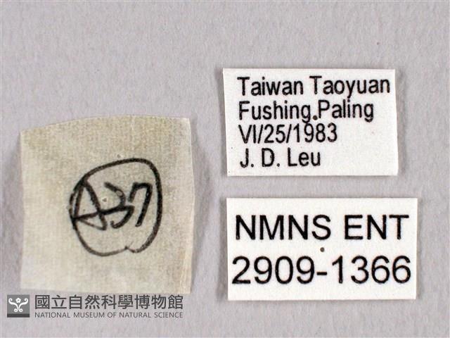 田中洒灰蝶藏品圖，第3張