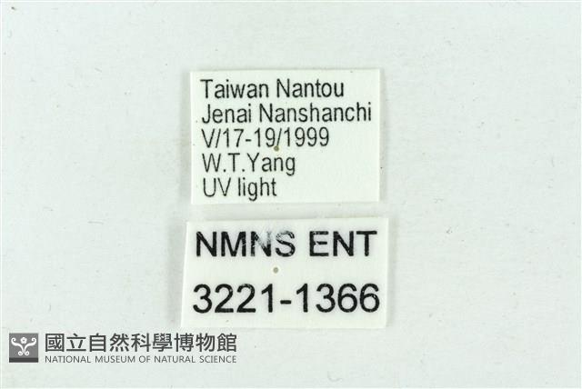 臺雪苔蛾藏品圖，第3張