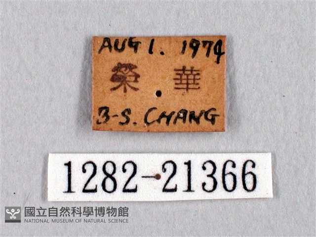 臺灣瑟弄蝶藏品圖，第3張