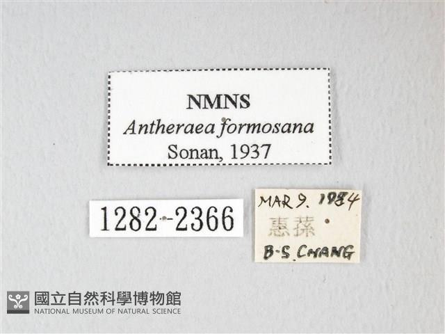 紅目天蠶蛾藏品圖，第3張