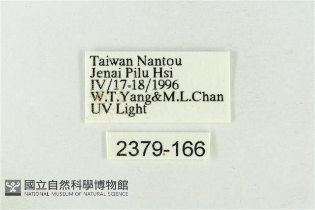 連珠波紋蛾藏品圖，第3張