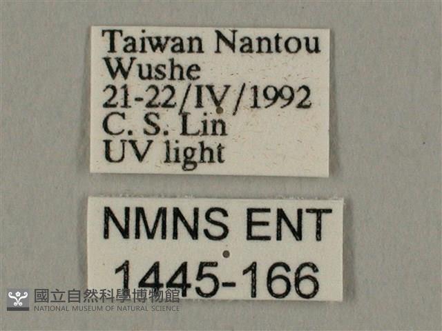 棕綠背線天蛾藏品圖，第3張