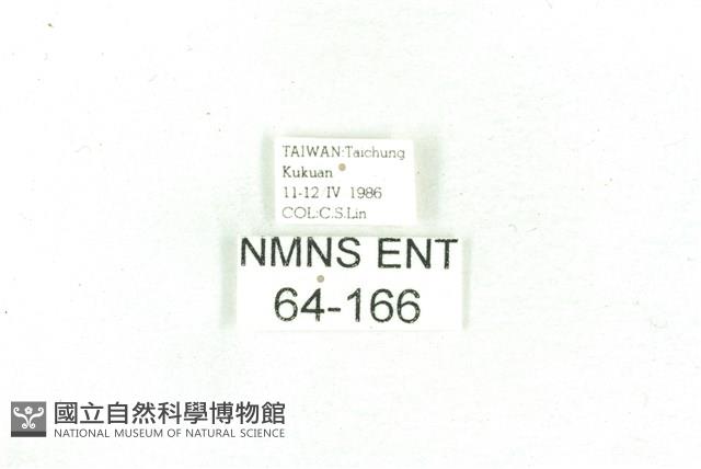 乳白斑燈蛾藏品圖，第3張