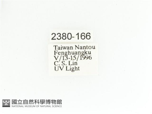 艷金龜藏品圖，第2張