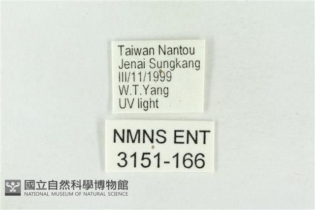 帶波紋蛾藏品圖，第3張