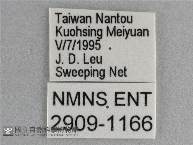 細帶環蛺蝶藏品圖，第3張