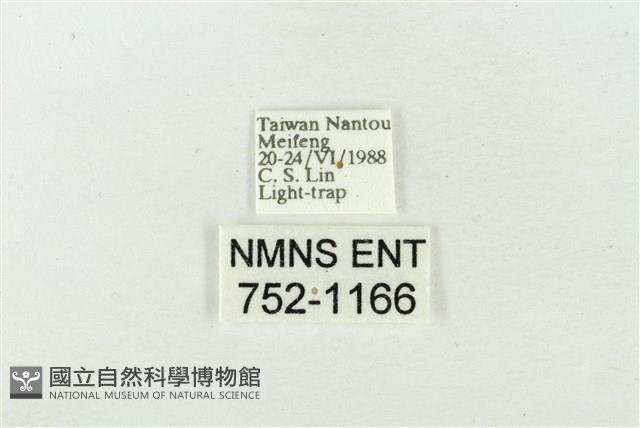 素木氏美波紋蛾藏品圖，第3張