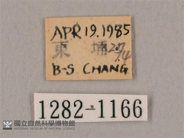 黑角六點天蛾藏品圖，第3張