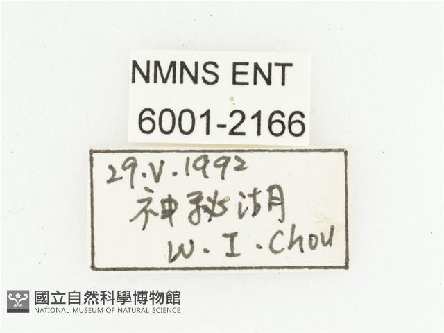 叉斑陷紋金龜藏品圖，第2張